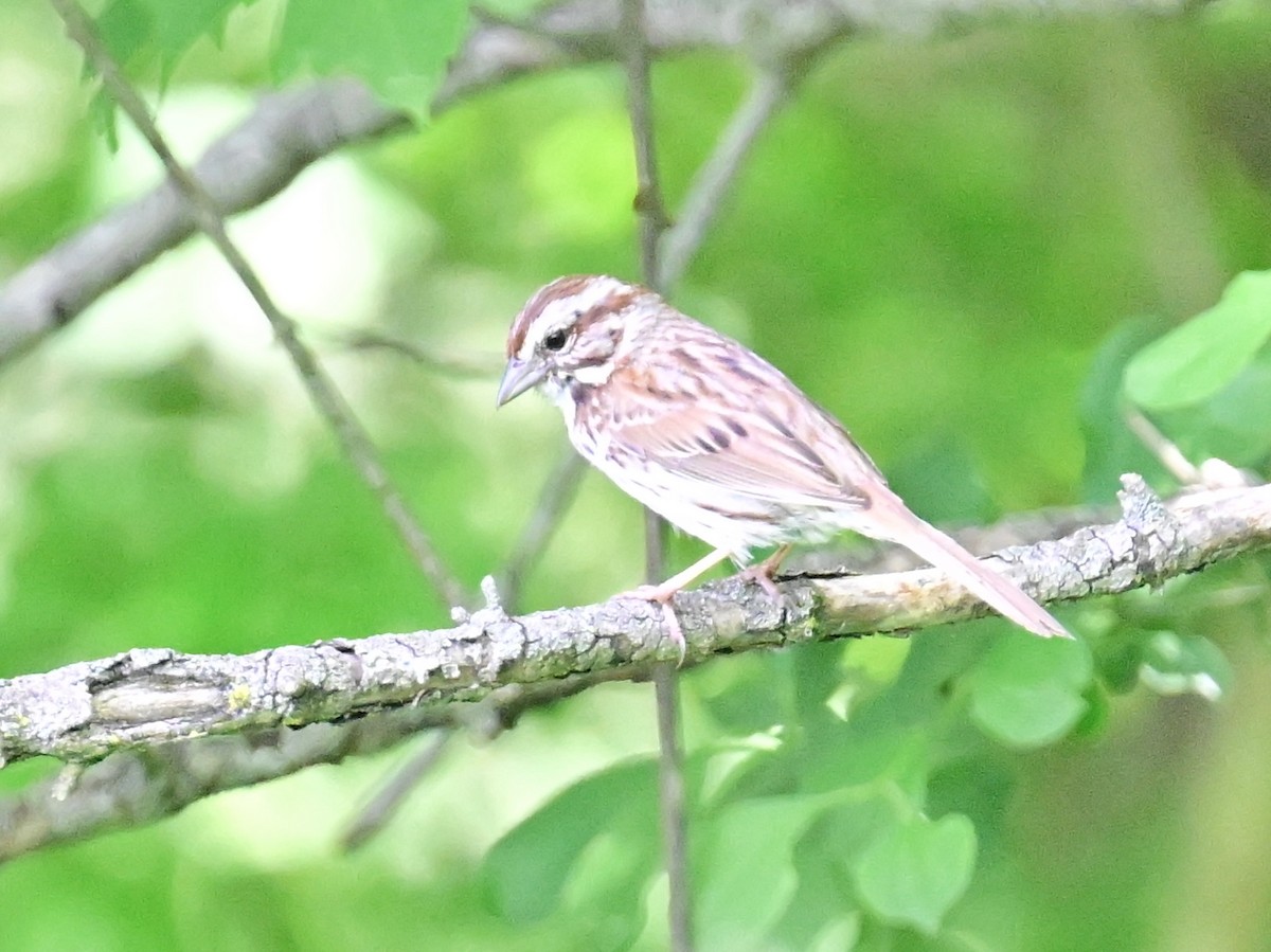 Song Sparrow - ML620452594