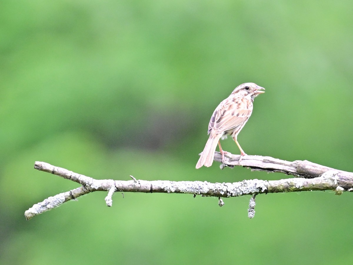 Song Sparrow - ML620452595