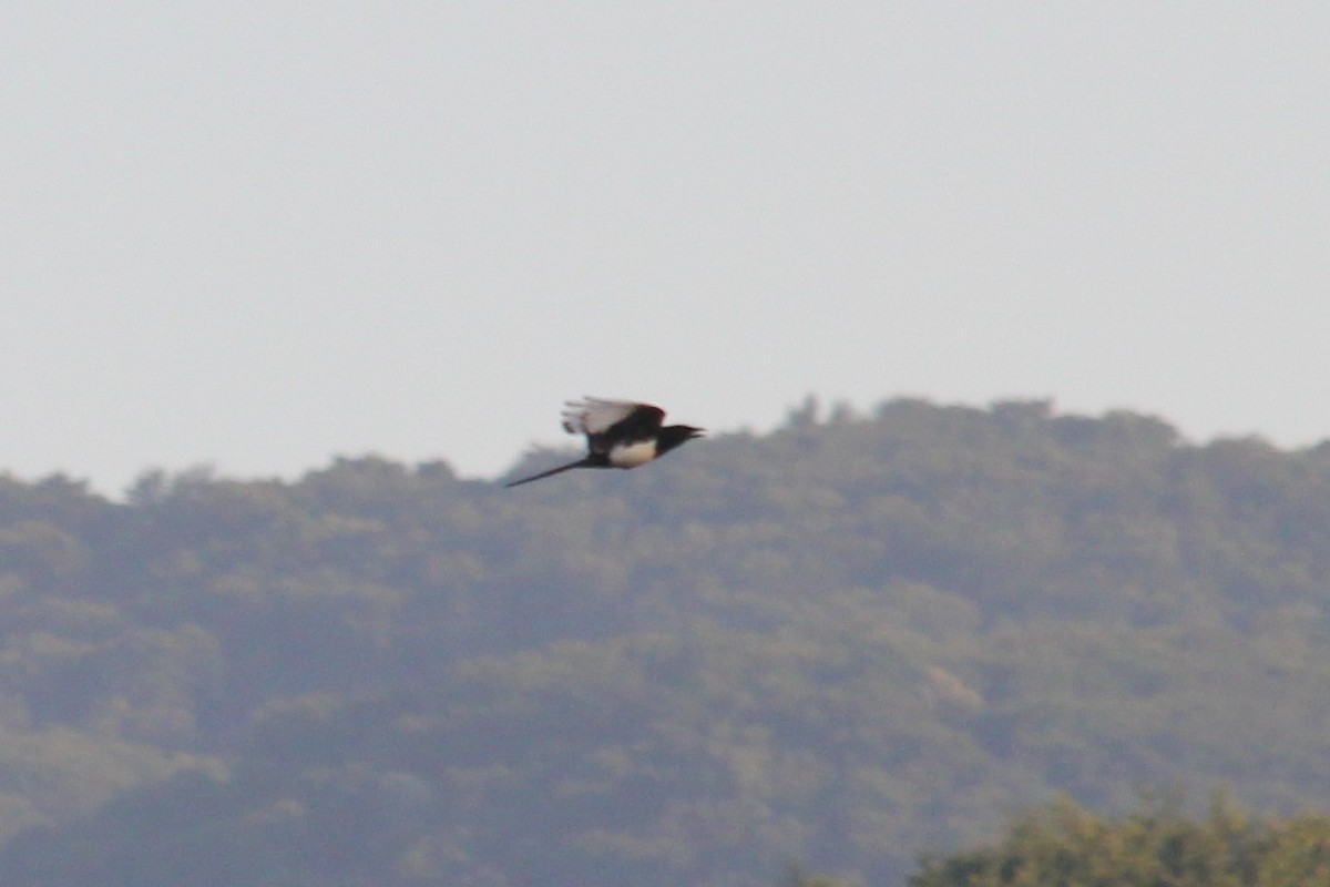 Eurasian Magpie - ML620452596