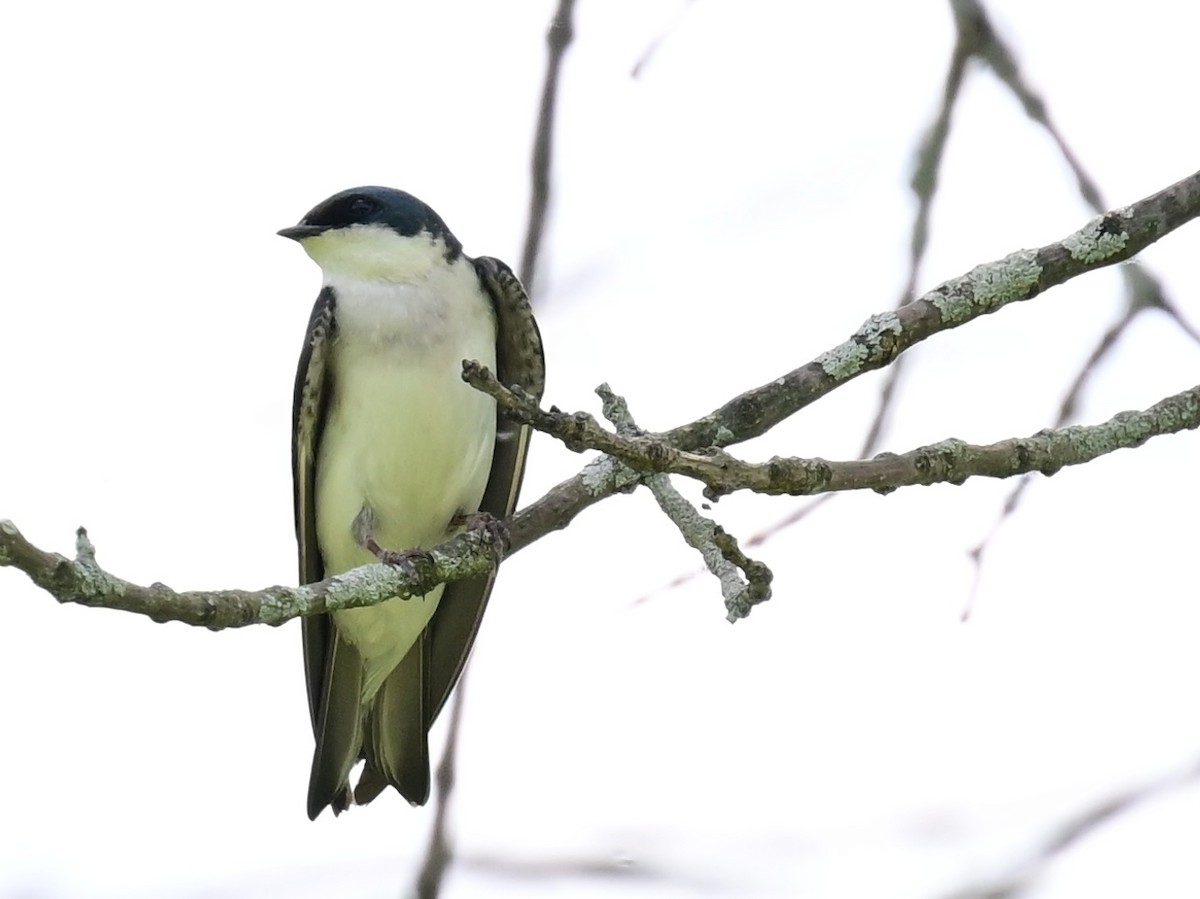 Golondrina Bicolor - ML620452604