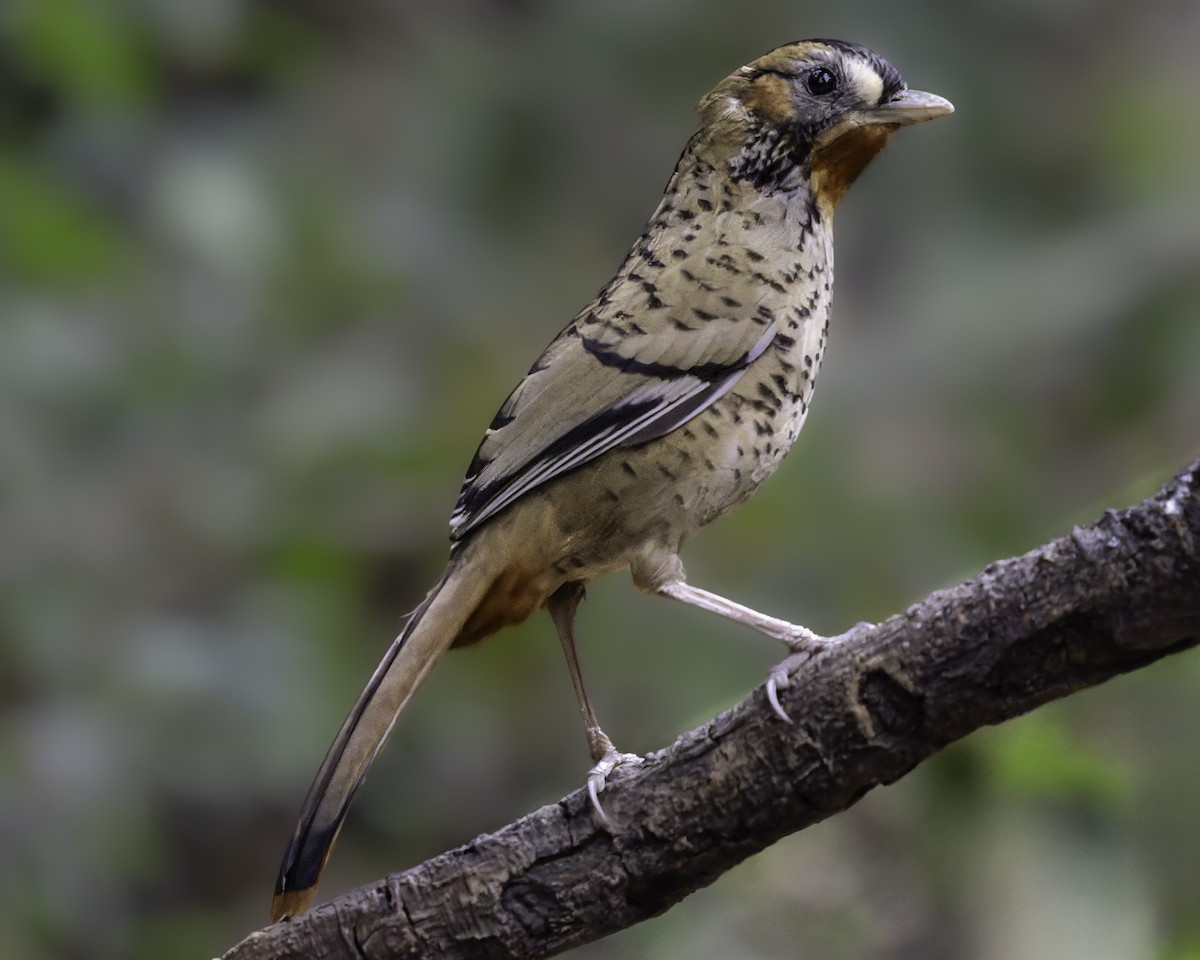 Rufous-chinned Laughingthrush - ML620452606