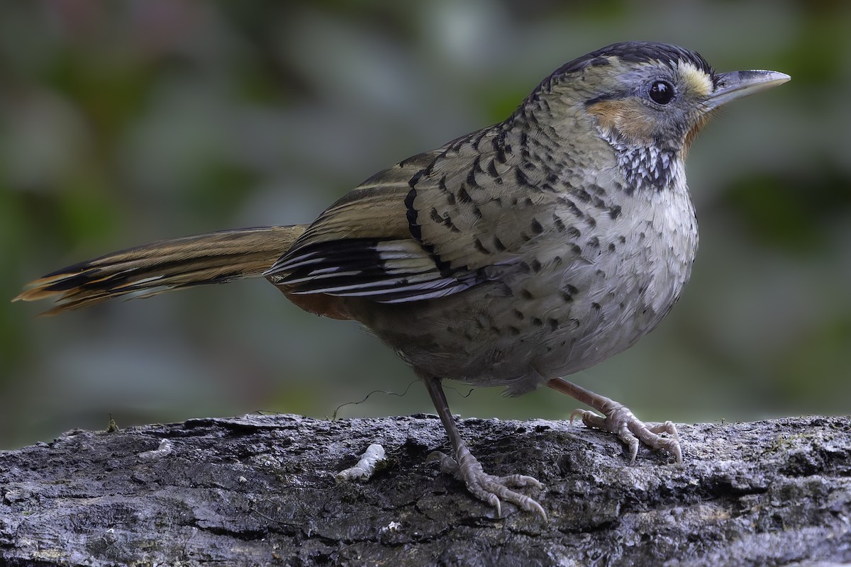 Rufous-chinned Laughingthrush - ML620452608