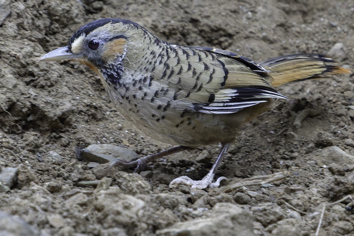 Rufous-chinned Laughingthrush - ML620452610