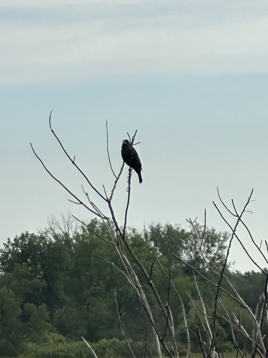 Blue Grosbeak - ML620452614