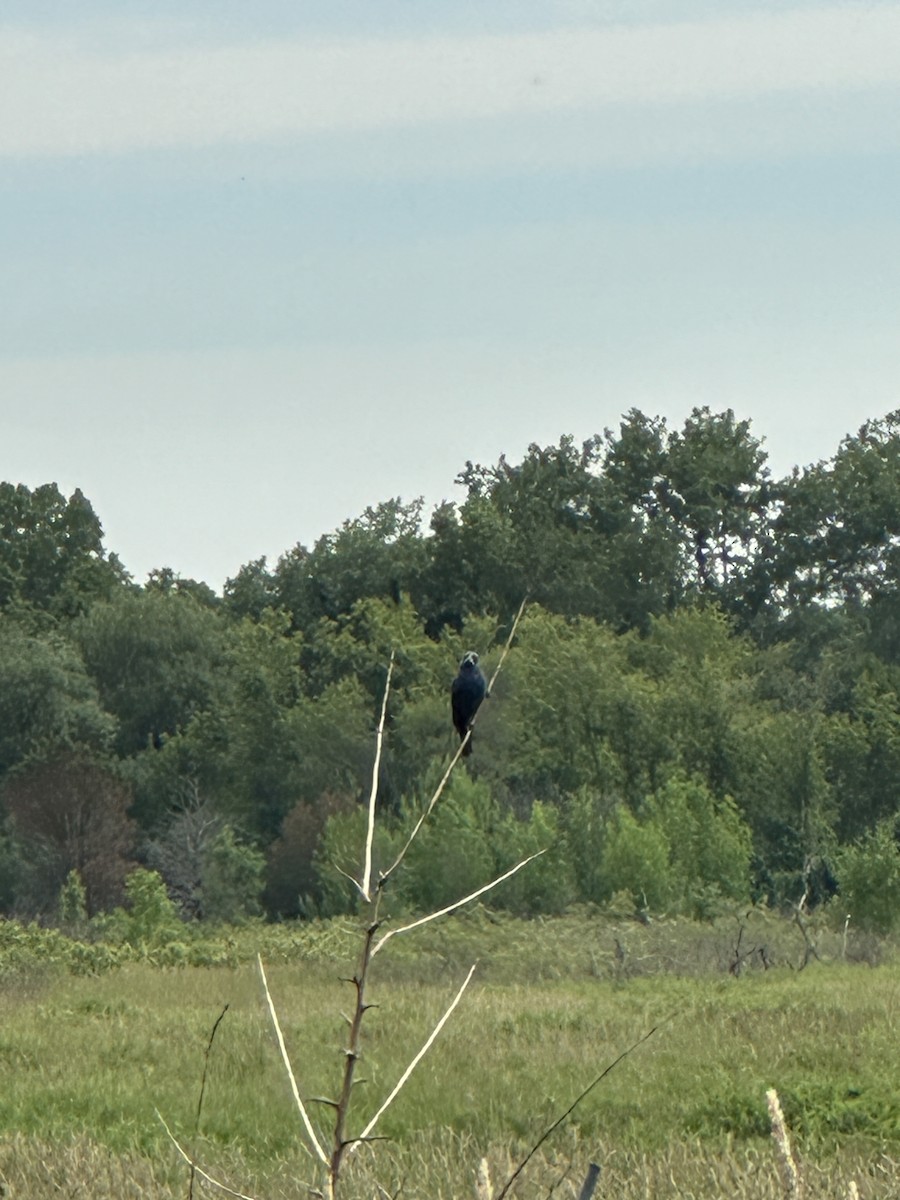 Blue Grosbeak - ML620452616