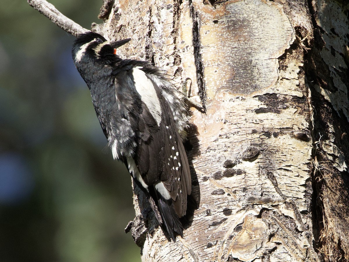 Williamson's Sapsucker - Dave Prentice