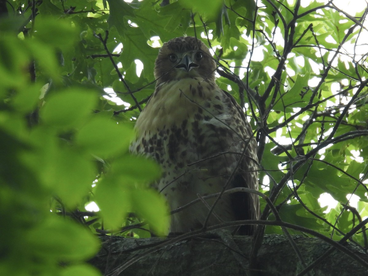 Red-tailed Hawk - ML620452624