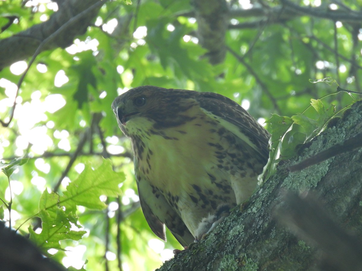 Red-tailed Hawk - ML620452626