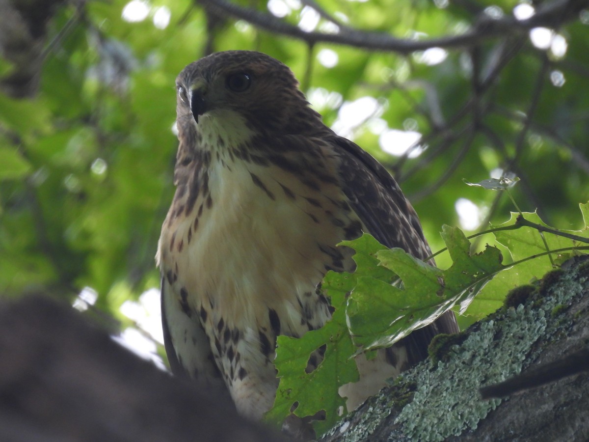 Red-tailed Hawk - ML620452629