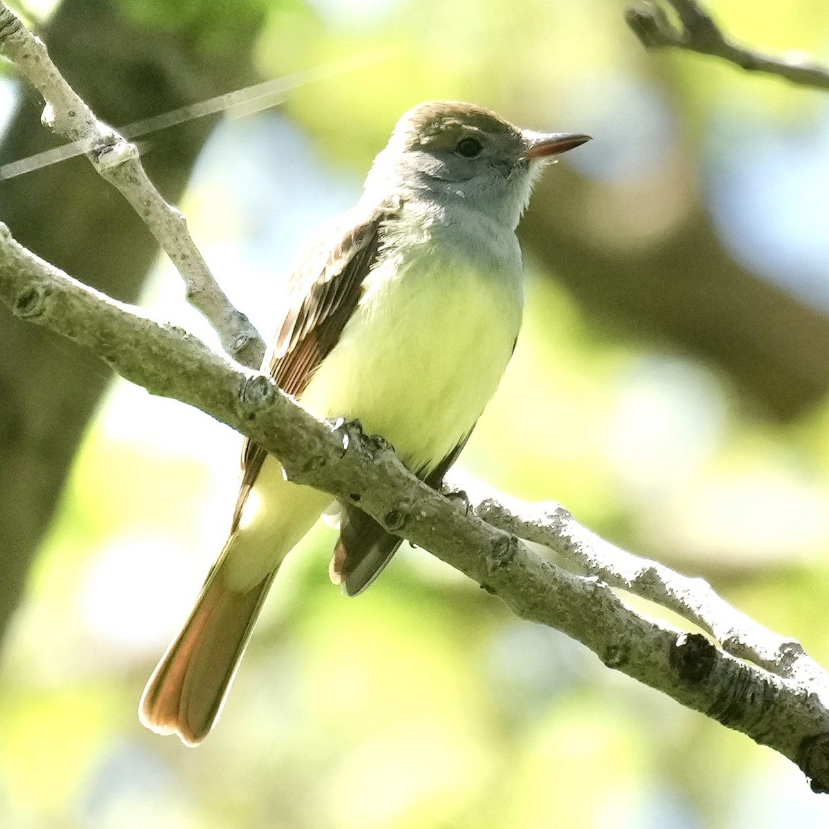 Great Crested Flycatcher - ML620452630