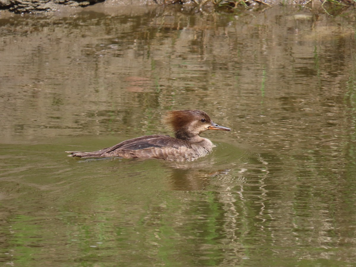 Hooded Merganser - ML620452633