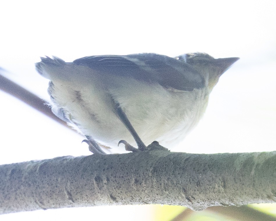 Yellow-throated Vireo - ML620452636