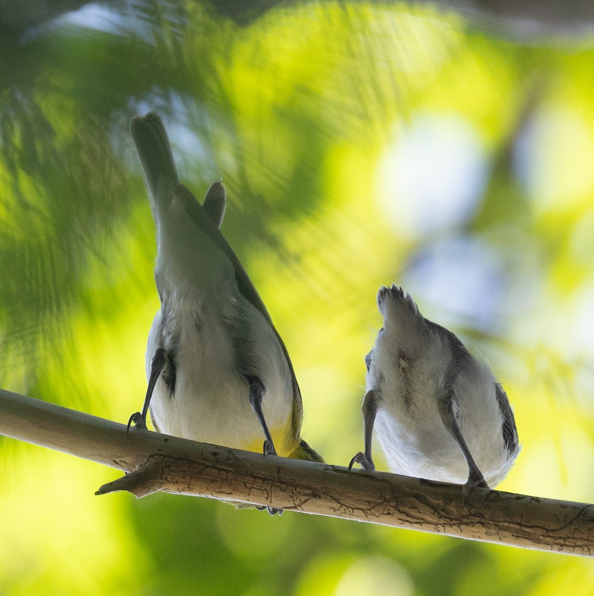 Yellow-throated Vireo - ML620452639