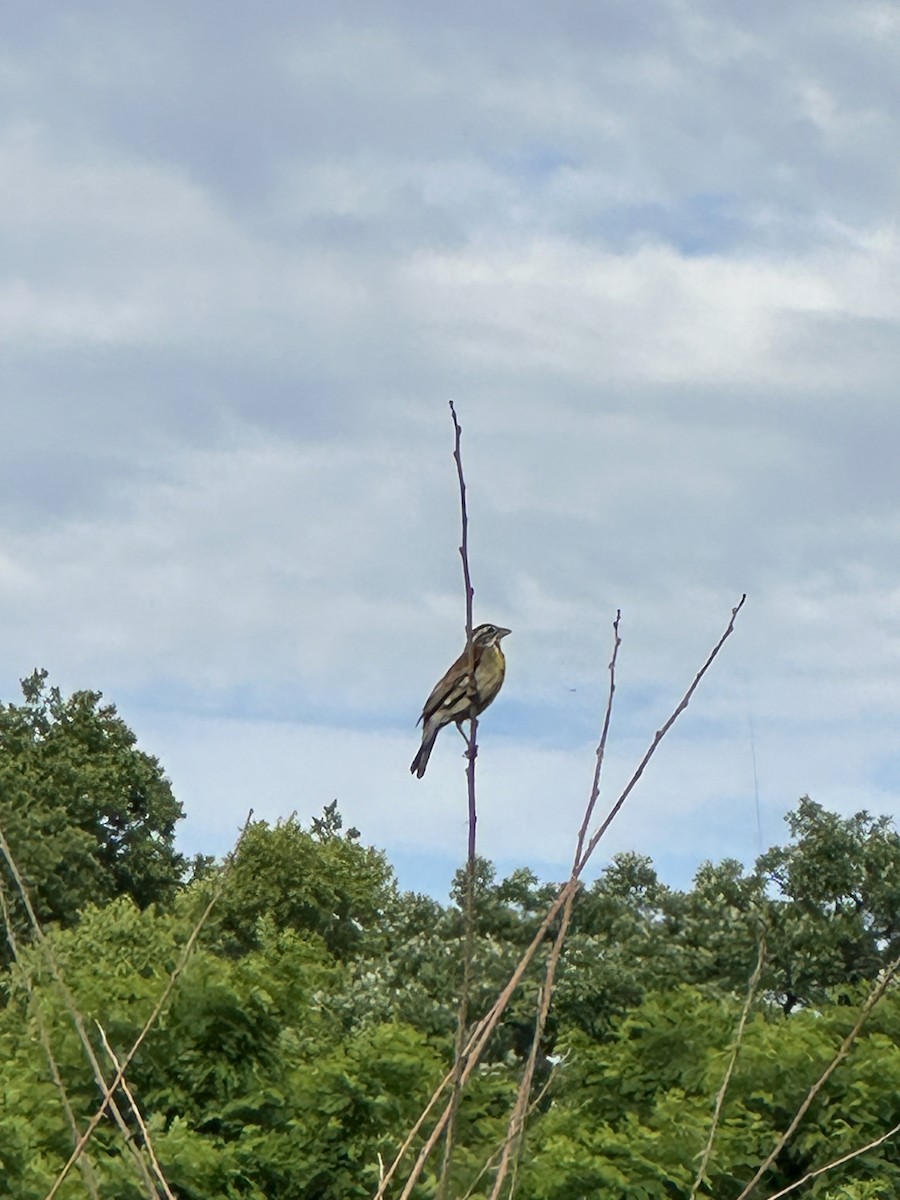 Dickcissel - ML620452648