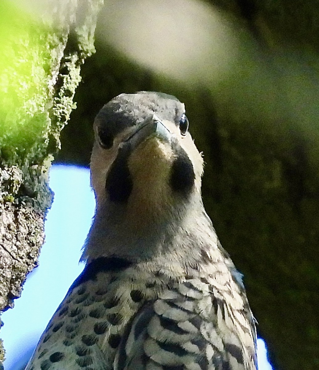 Northern Flicker - ML620452658