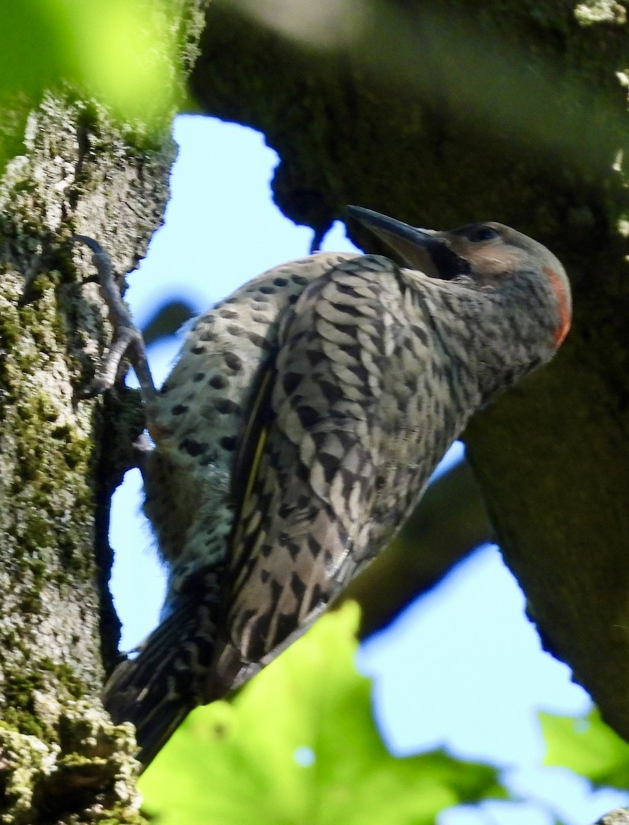 Northern Flicker - ML620452660