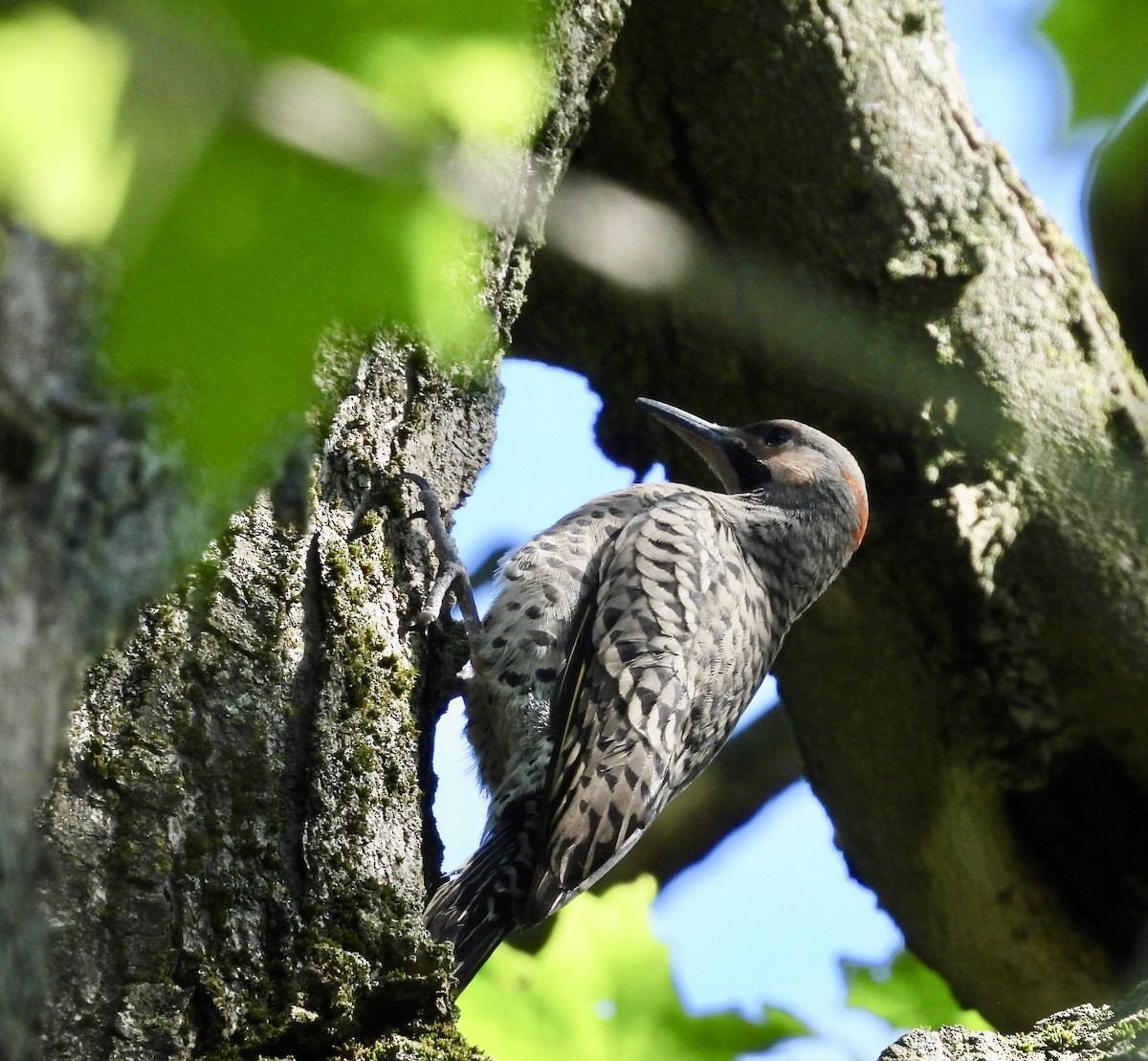 Northern Flicker - ML620452662