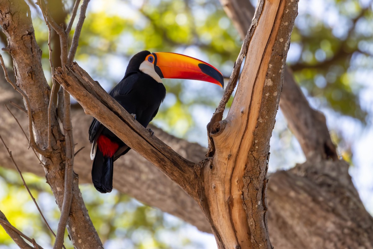 Toco Toucan - ML620452663