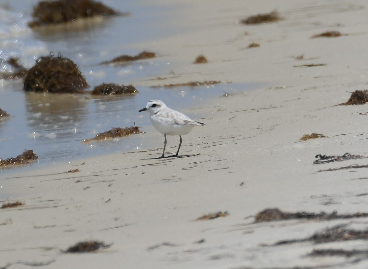 Snowy Plover - ML620452668