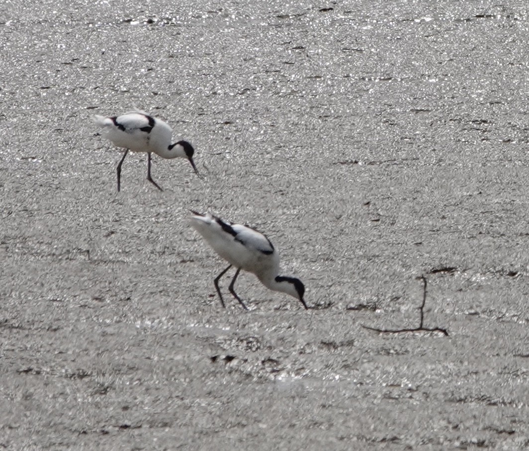 Avoceta Común - ML620452669