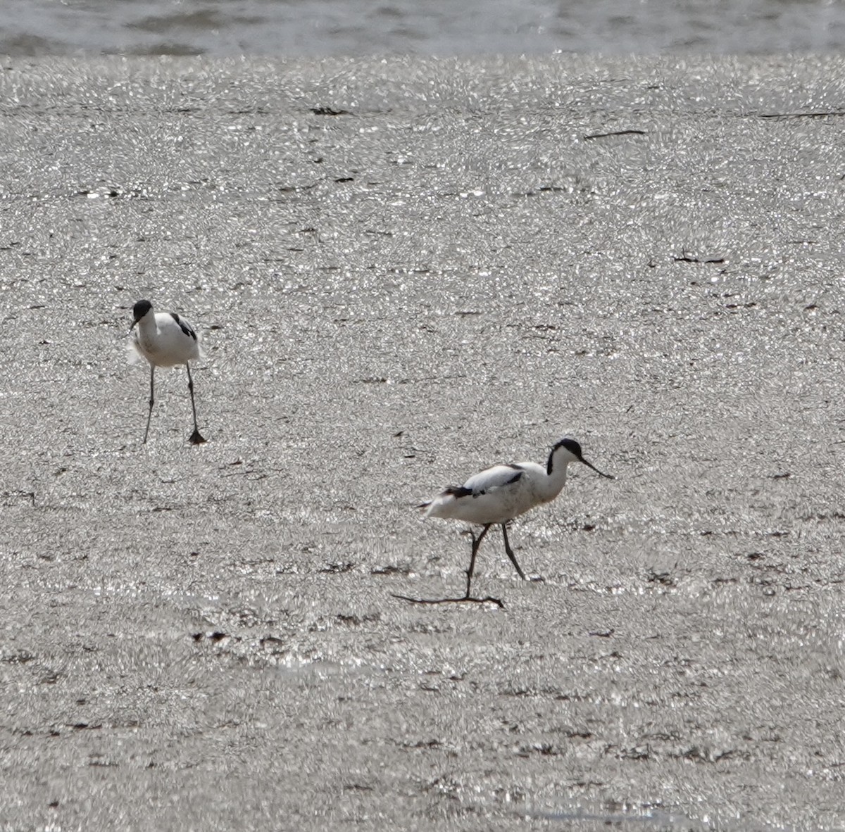 Pied Avocet - ML620452671