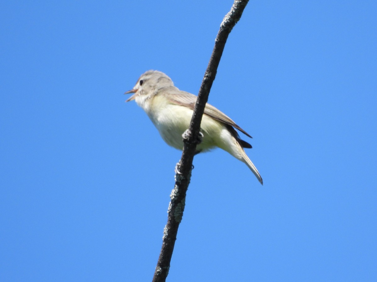 Warbling Vireo - ML620452673