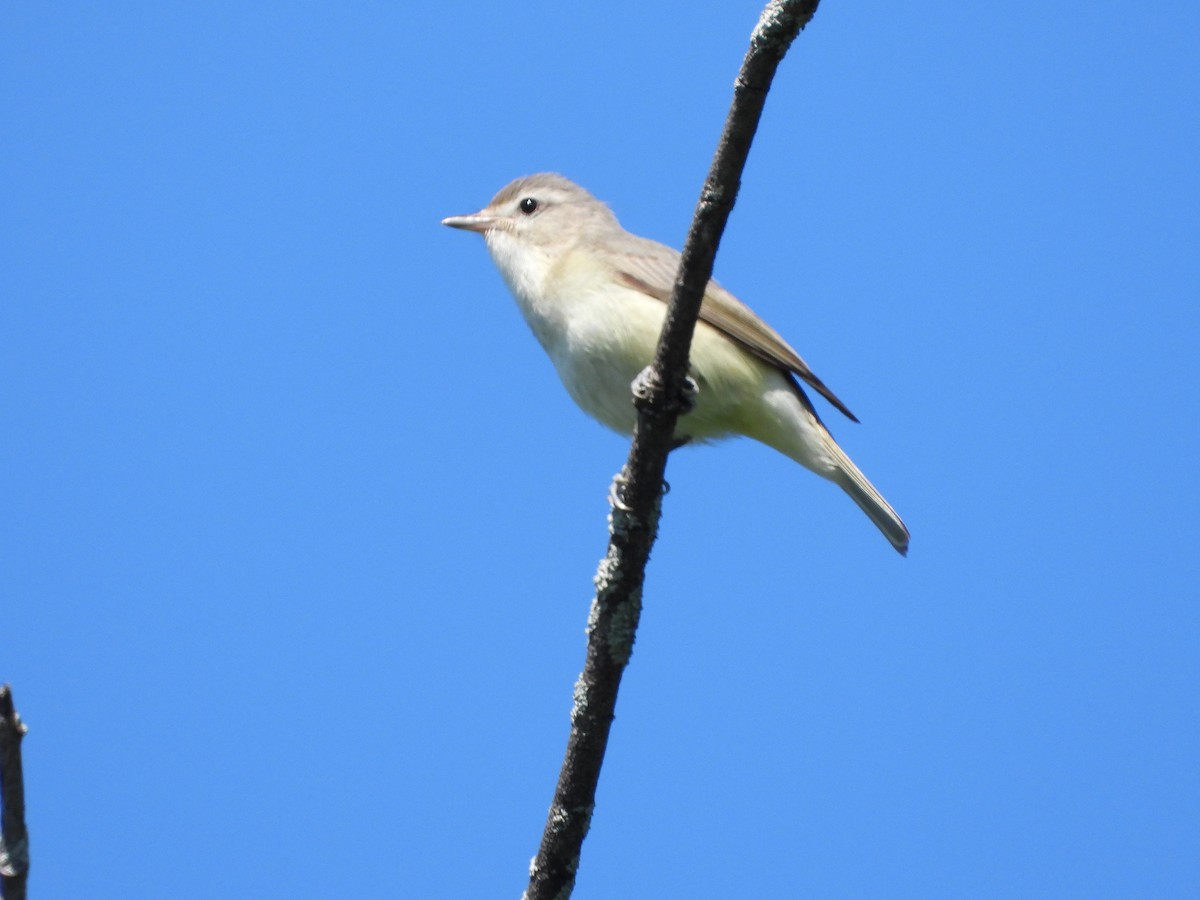 Warbling Vireo - ML620452674