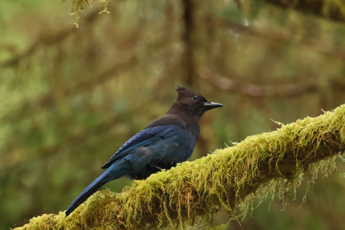 Steller's Jay (Coastal) - ML620452678