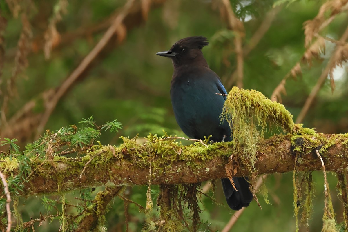 Steller's Jay (Coastal) - Serge Rivard