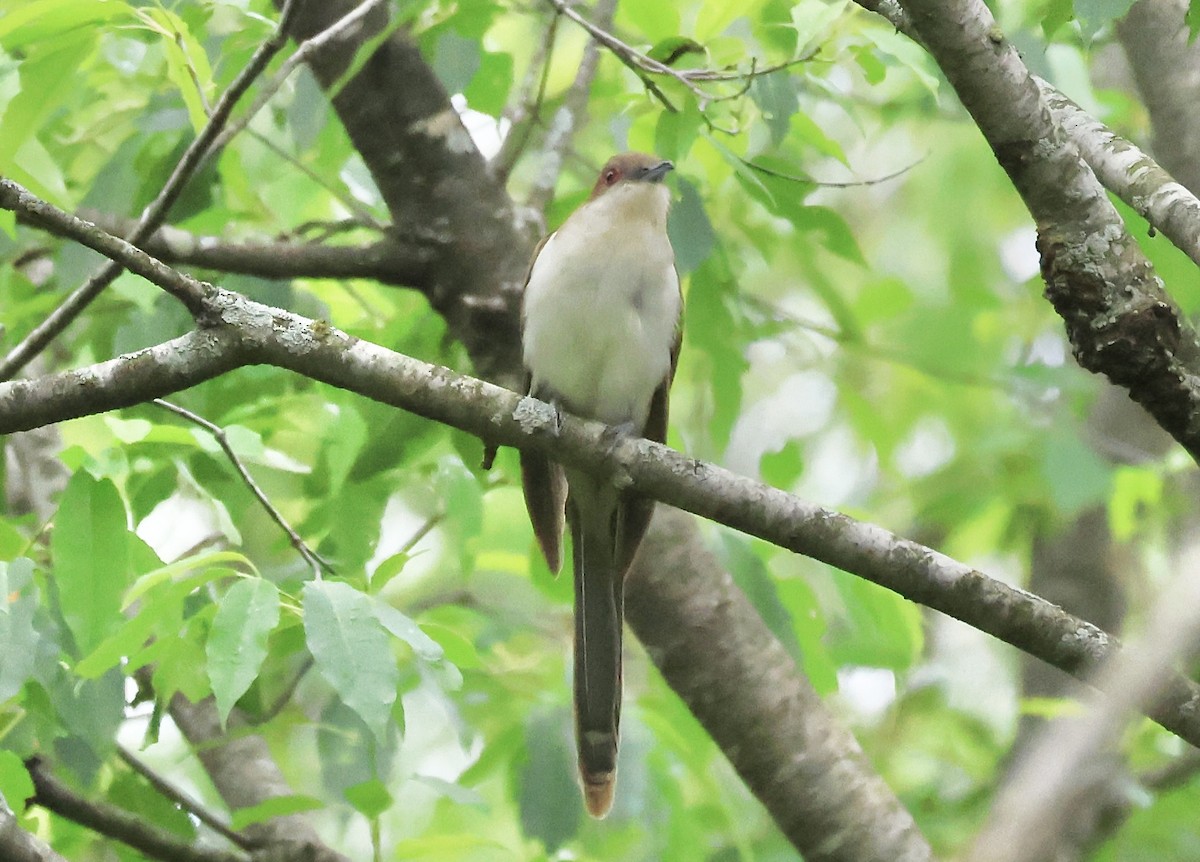 Black-billed Cuckoo - ML620452686