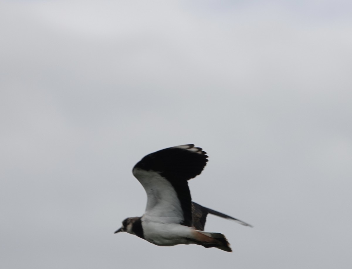 Northern Lapwing - ML620452690