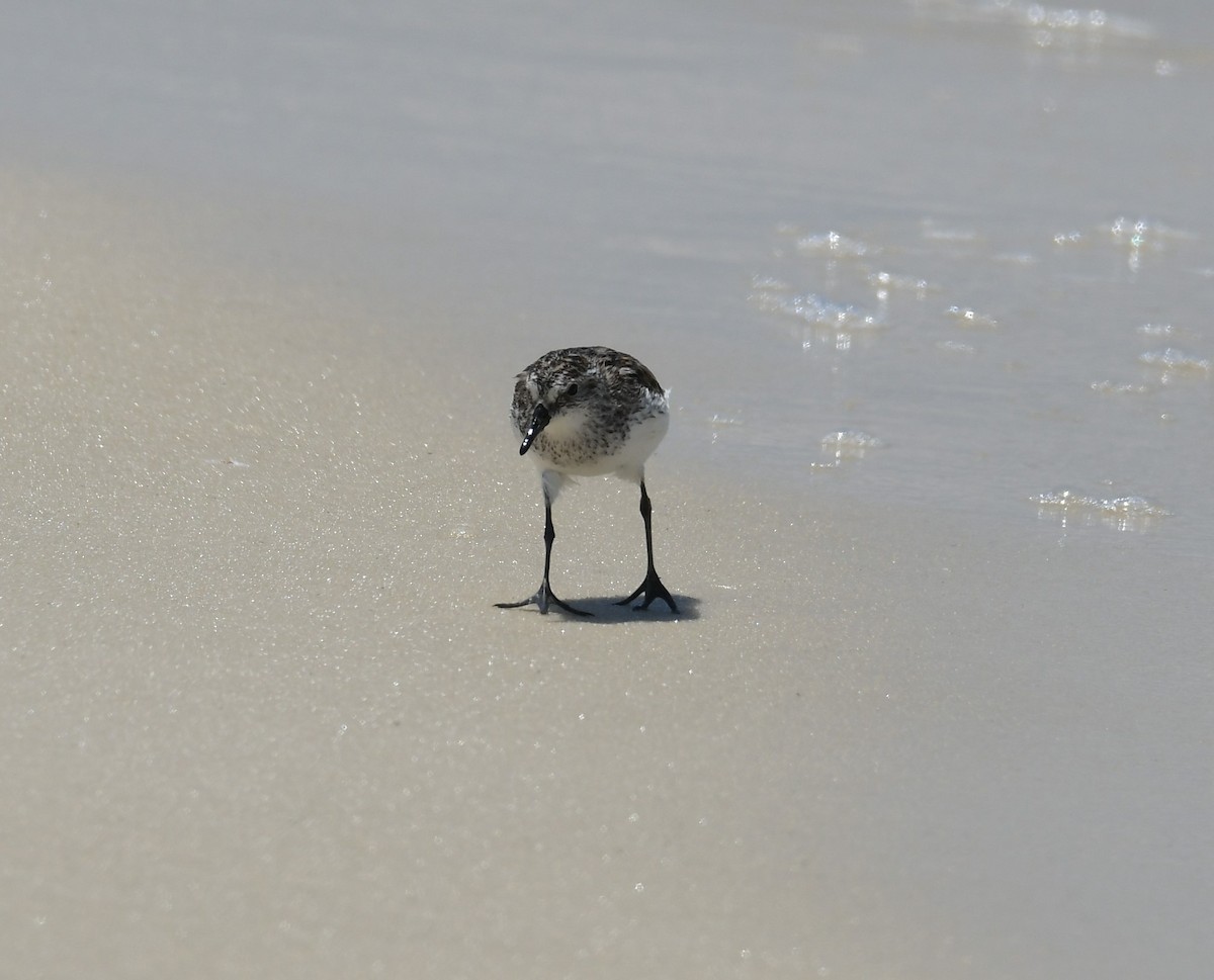 Semipalmated Sandpiper - ML620452692