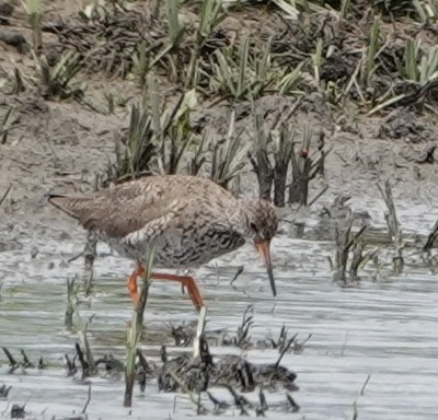 Common Redshank - ML620452700