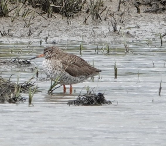 Common Redshank - ML620452701