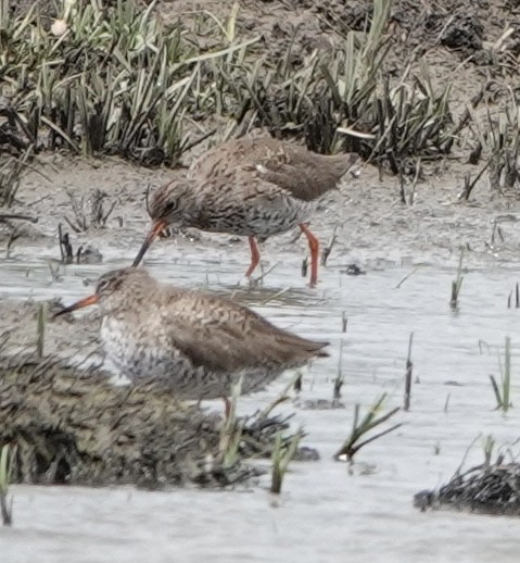 Common Redshank - ML620452702