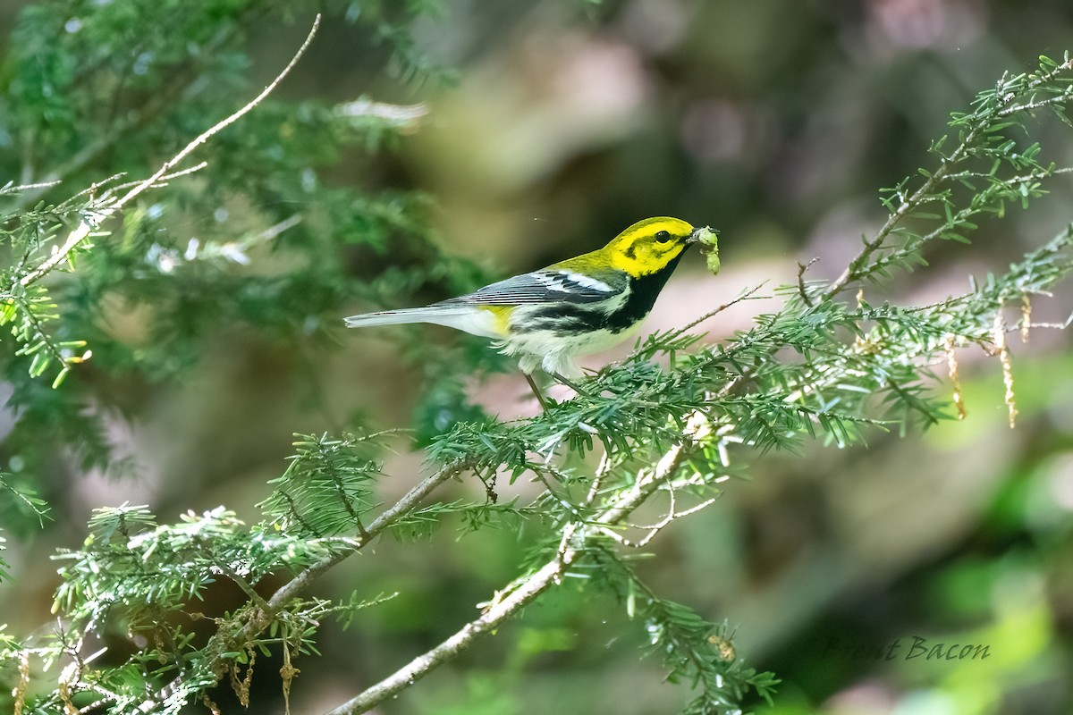 Black-throated Green Warbler - ML620452720