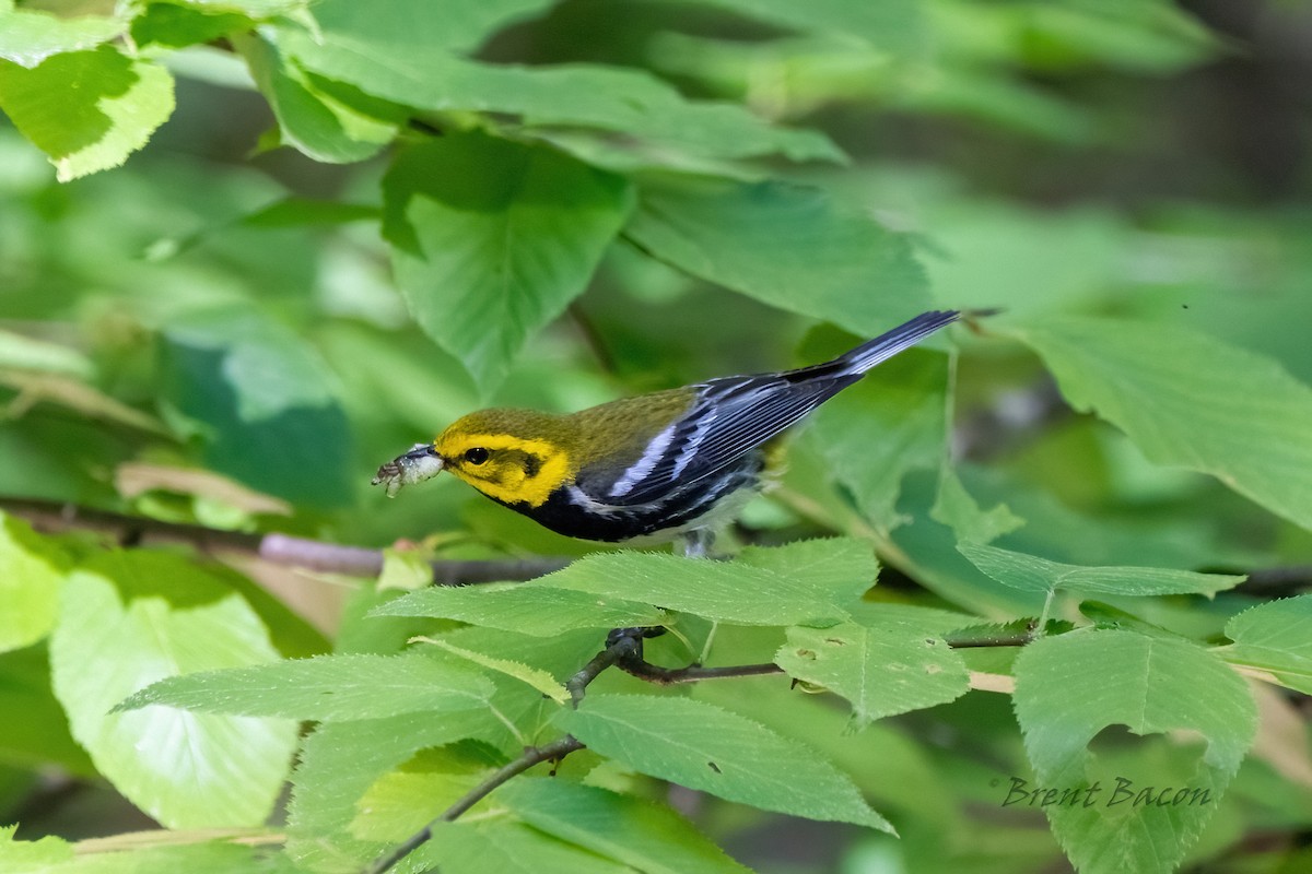 Black-throated Green Warbler - ML620452721