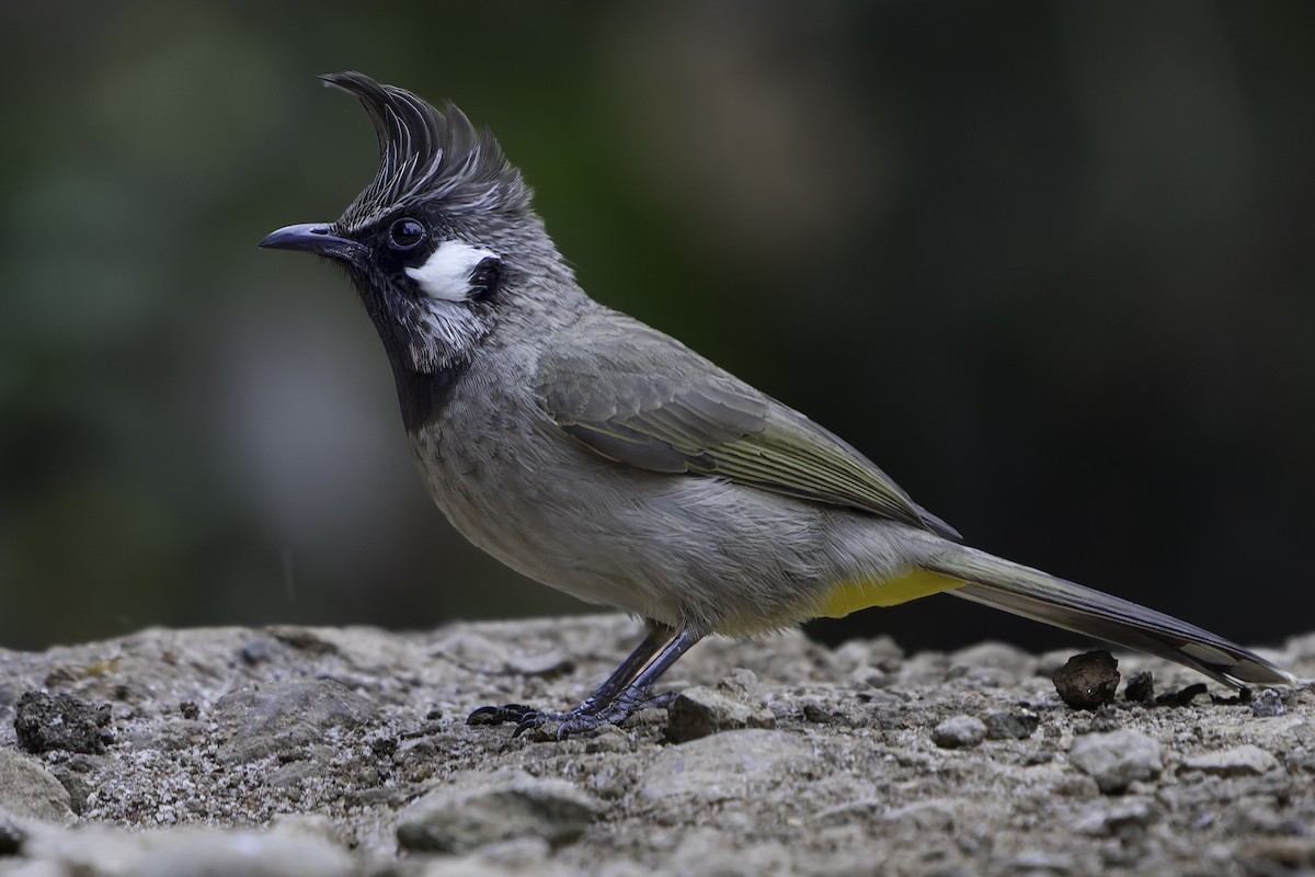 Bulbul à joues blanches - ML620452722