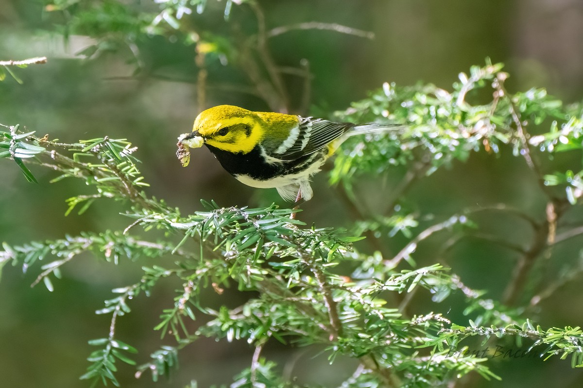 Black-throated Green Warbler - ML620452725