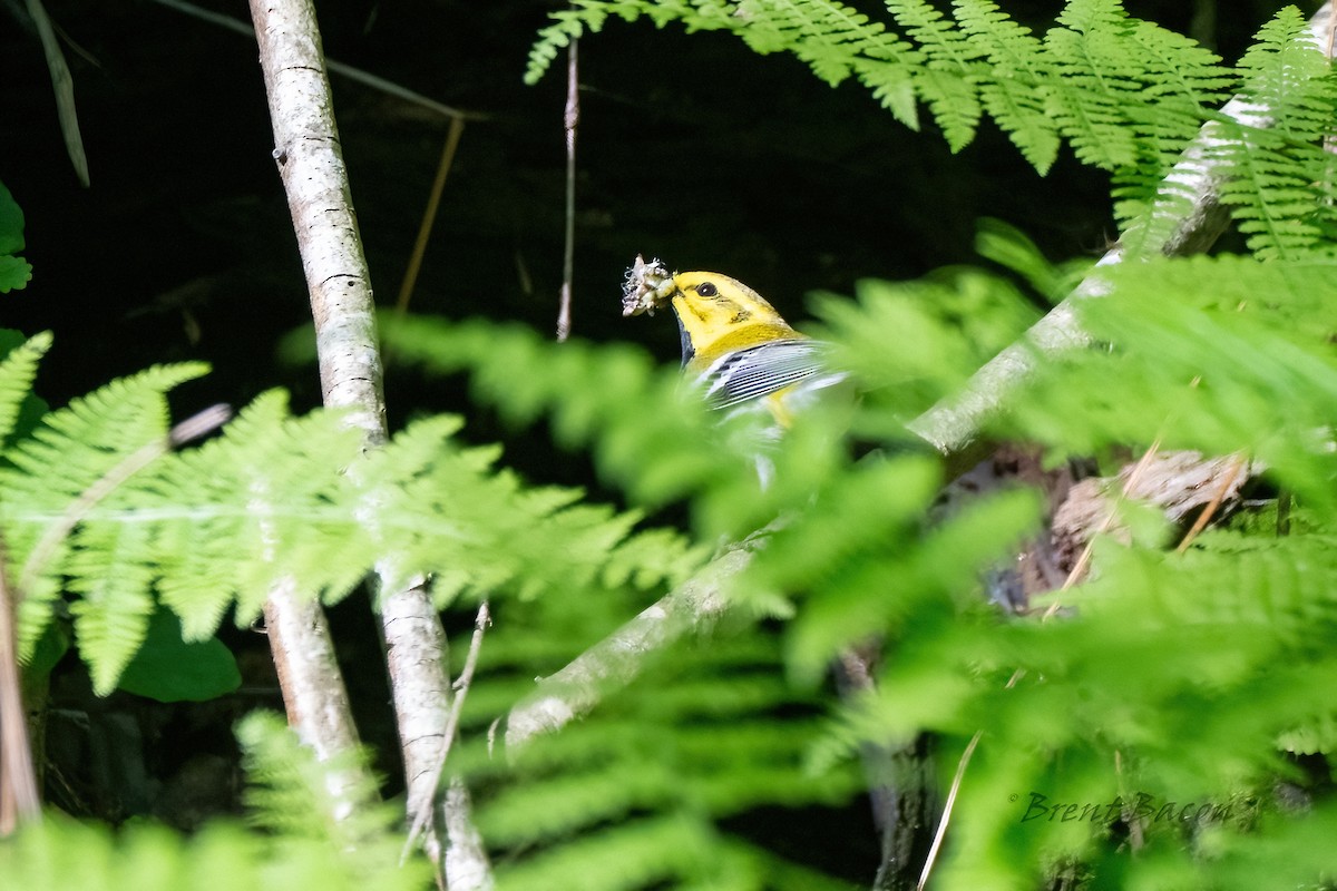 Black-throated Green Warbler - ML620452728