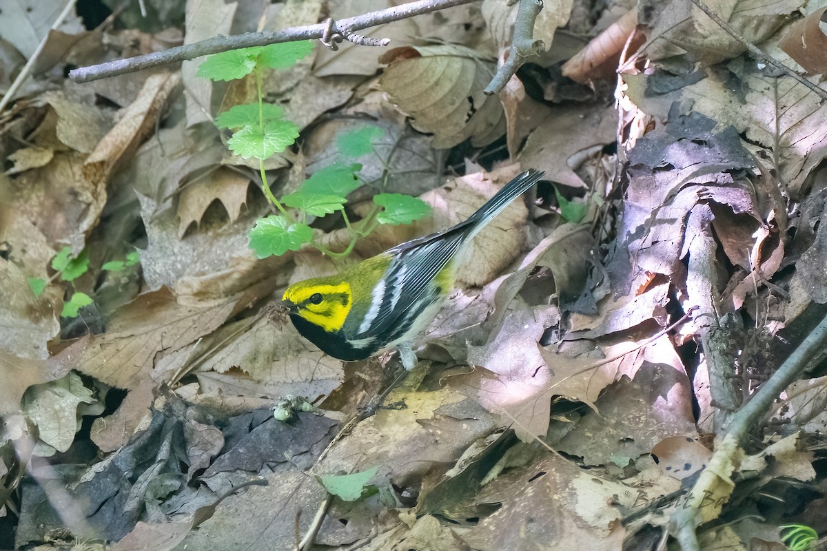 Black-throated Green Warbler - ML620452731
