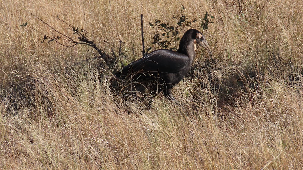 rødmaskehornravn - ML620452741