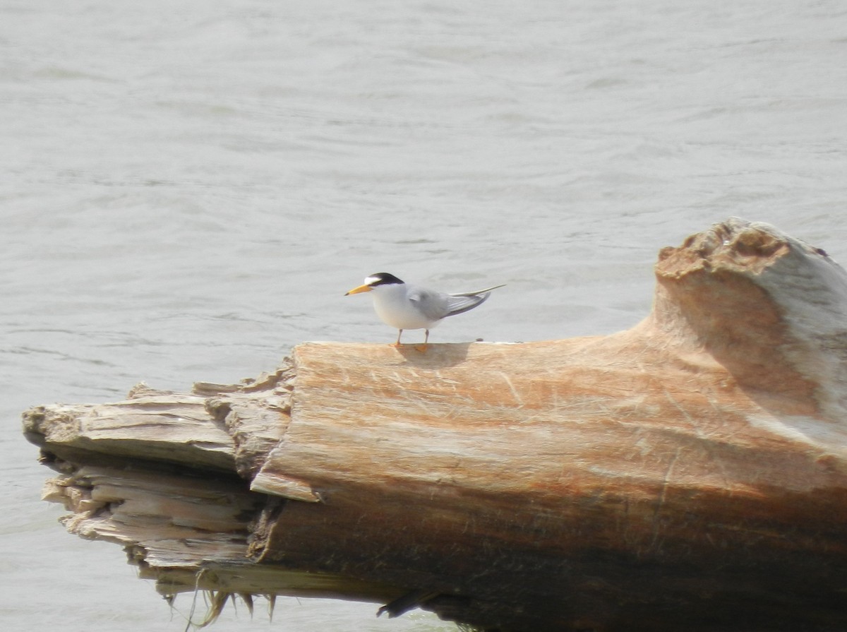 Least Tern - ML620452742