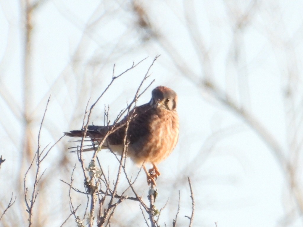 American Kestrel - ML620452752