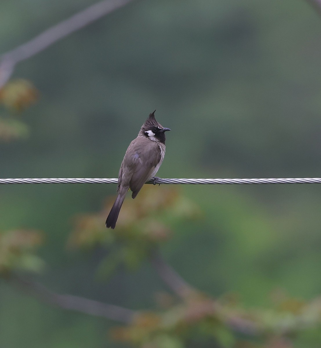 Bulbul à joues blanches - ML620452754