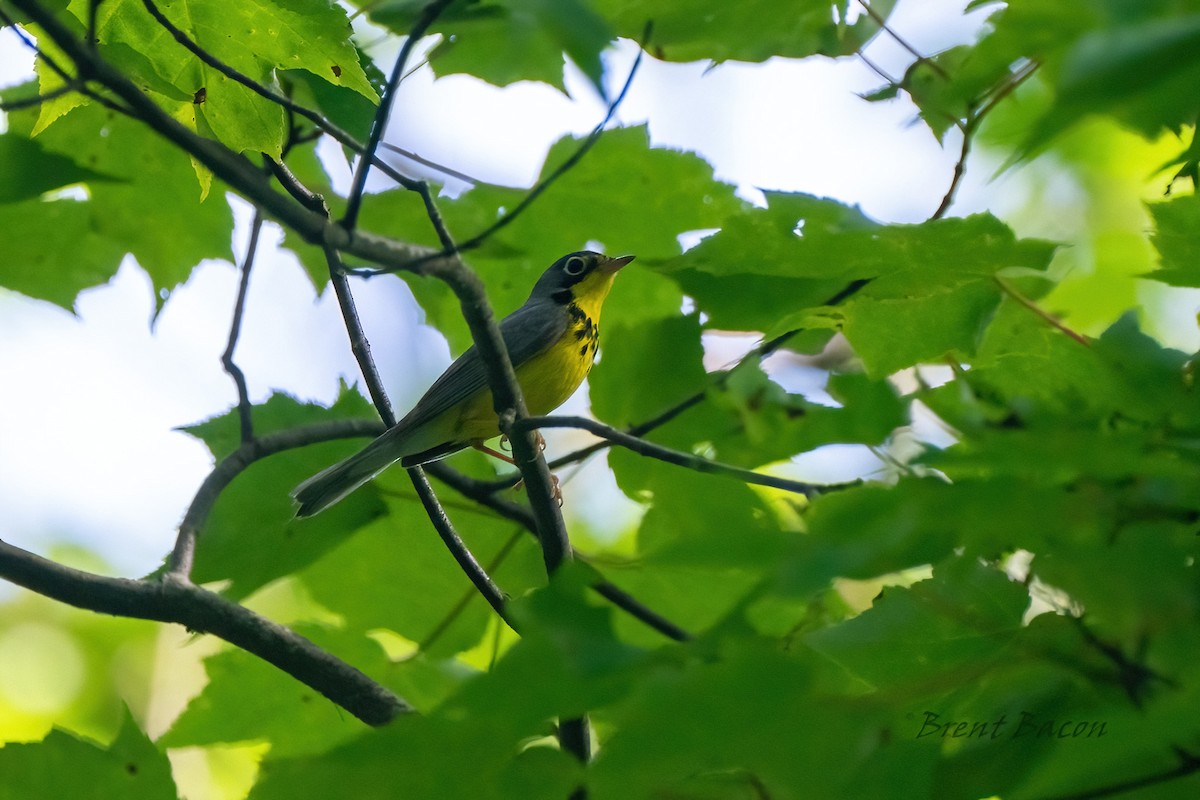 Canada Warbler - ML620452767