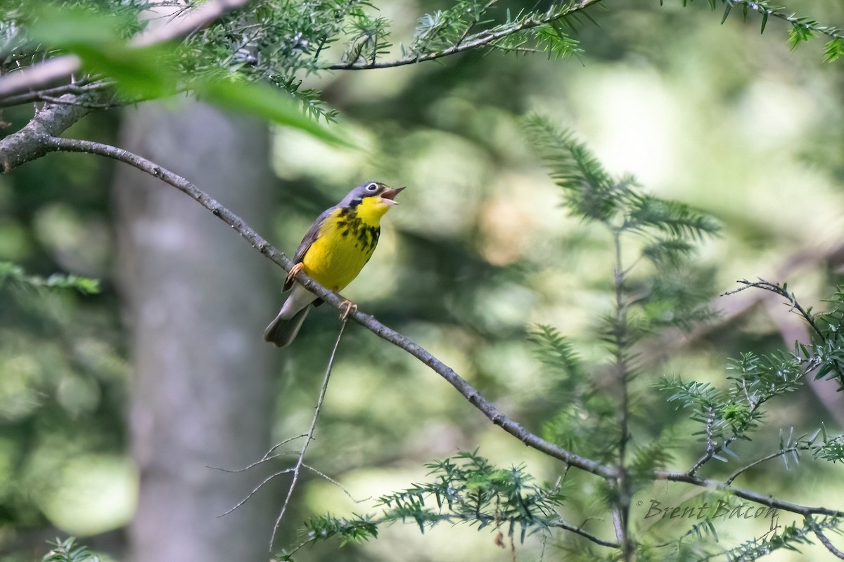 Canada Warbler - ML620452769