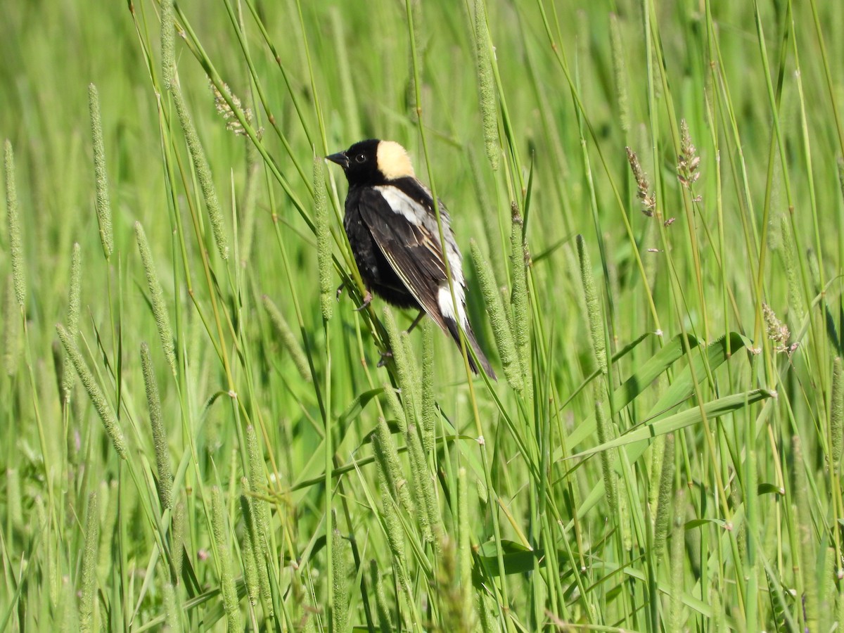 Bobolink - ML620452773