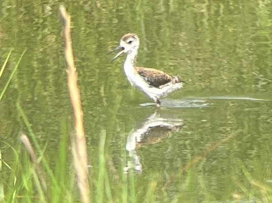 Black-necked Stilt - ML620452781