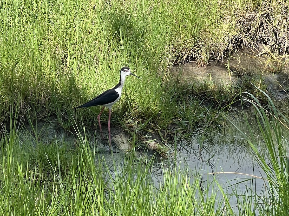 Black-necked Stilt - Andy Jones